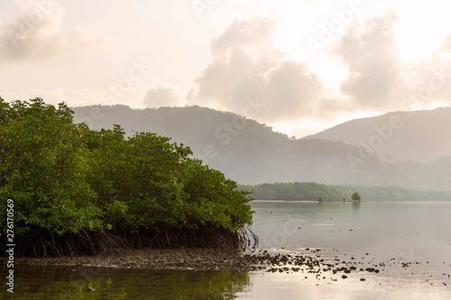Mangrove area at the mouth of the river with a backdrop of mountains and clouds in the morning.