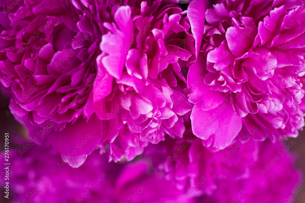 Abstract pink peony flower background in summer