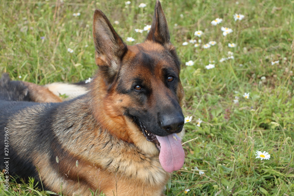 German shepherd German shepherd