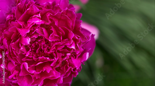 Close Up of Red Peony with copy space