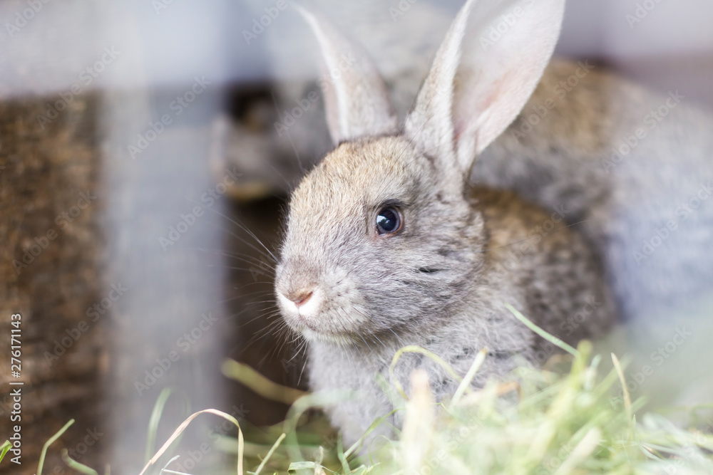 Fototapeta premium Beautiful gray rabbit in a cage on a home farm