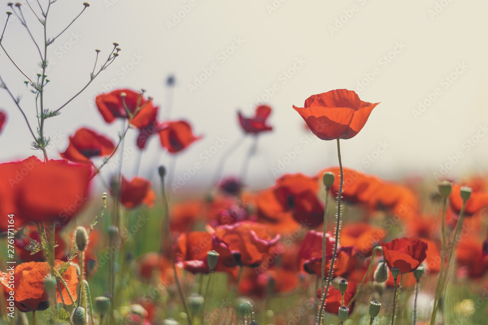 Obraz premium Red poppy flowers against the sky