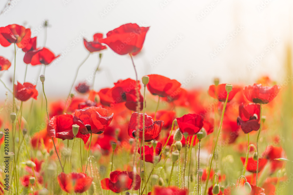 Fototapeta premium Red poppy flowers against the sky