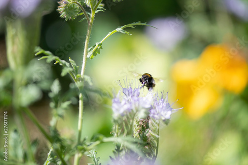 Bumble Bee Hummel Biene Großstadt - Garten © Anja Tobien