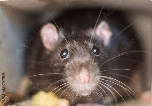 Close-up of a rat looks out of his refuge, symbol of 2020 photo