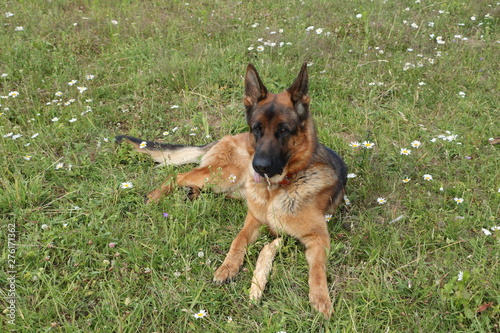 dog on grass, german shepherd 