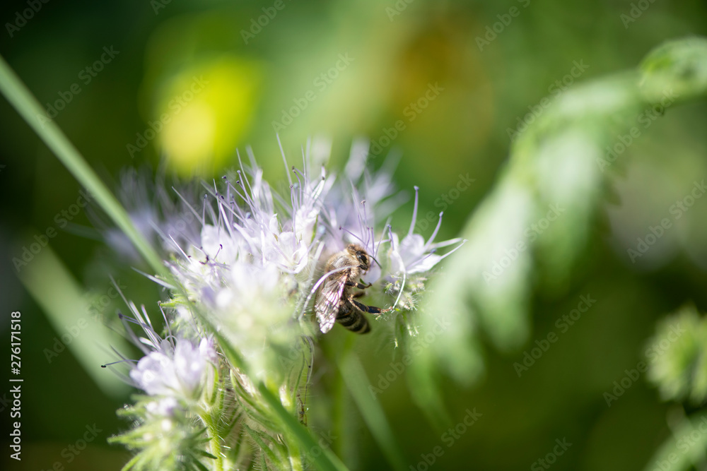 Fototapeta premium Bumble Bee Hummel Biene Großstadt - Garten