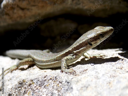 a lizard on a sunny rock