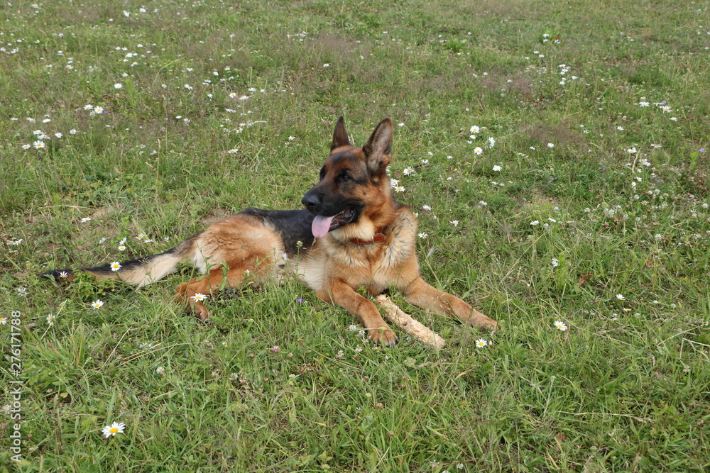 dog on grass, german shepherd dog on grass, german shepherd