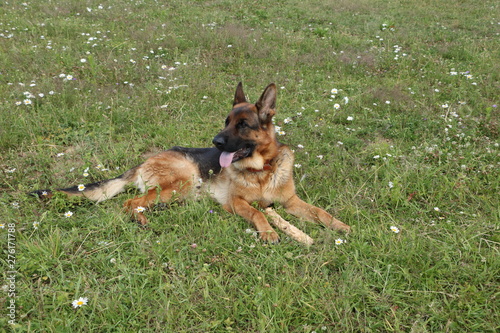 dog on grass, german shepherd