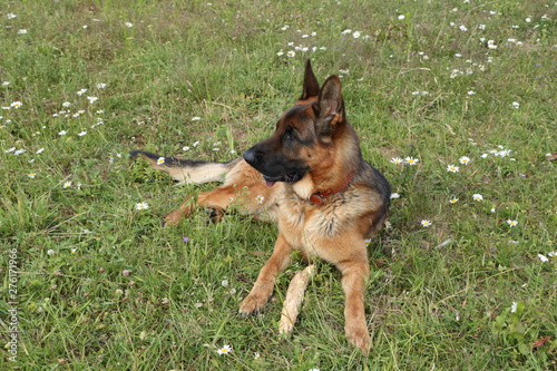 German shepherd