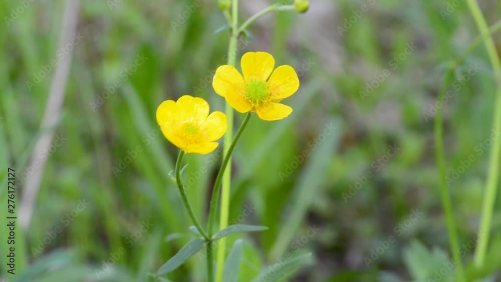 The flower is acrid Buttercup, cinquefoil goose, black henbane, chernokoren drug. The flower is acrid Buttercup, cinquefoil goose, black henbane, chernokoren drug.