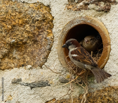 Close up of a male House Sparrow (Passer domesticus) outside its nest in a wall mounted clay drainage pipe, with the female sitting on twigs just inside the hole. Image with space for copy. photo