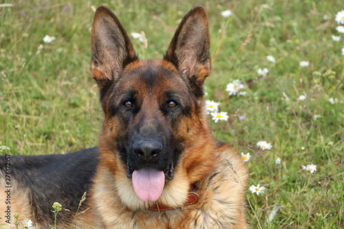 German shepherd