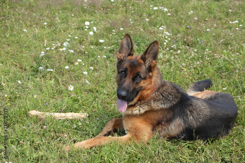  german сshepherd 