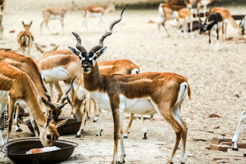 Beautiful wild animal Blackbuck deer (Antilope cervicapra) or Indian antelope in Lal Suhanra National Park Safari Park, Bahawalpur, Pakistan
