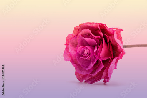 Dried pink rose flower isolate  on soft color background.