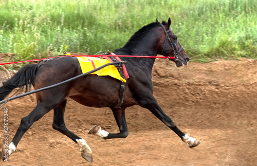 Race horse.Horse bay suit runs at a trot, harnessed to a carriage. Water from the side.
