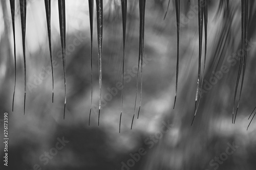 Palm tree leaves