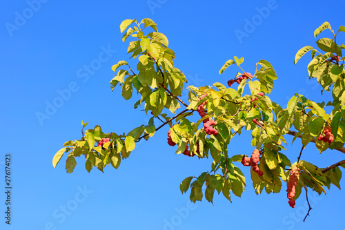 Magnolia denudata fruit