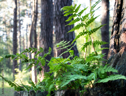 Fern in the pine trunk forest. Sunrise forest. Ferns.