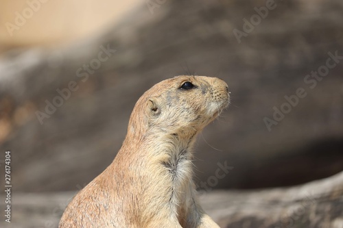 prairie dog in the sun