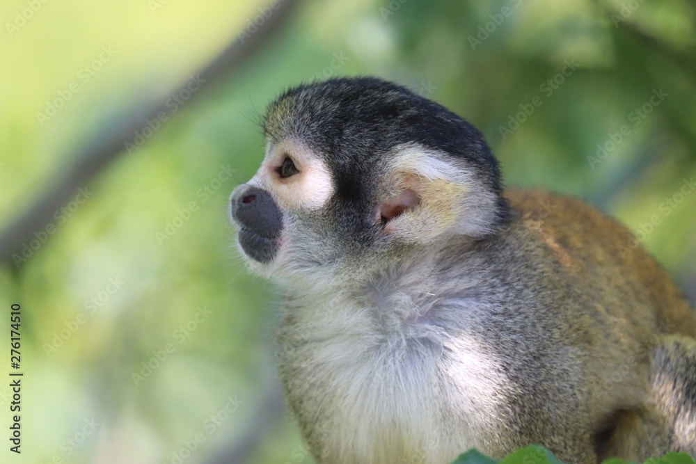 Obraz premium Monkey at the zoo