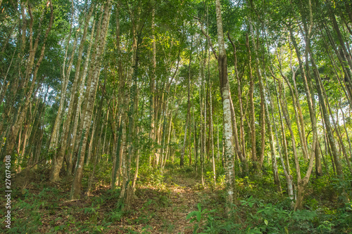 Rubber tree or Hevea brasiliensis forest at Thailand