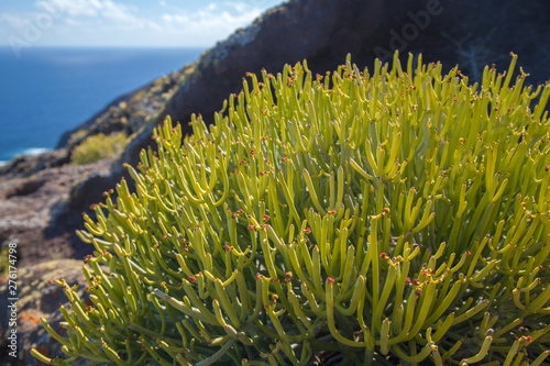 Flora of Gran Canaria - Euphorbia aphylla