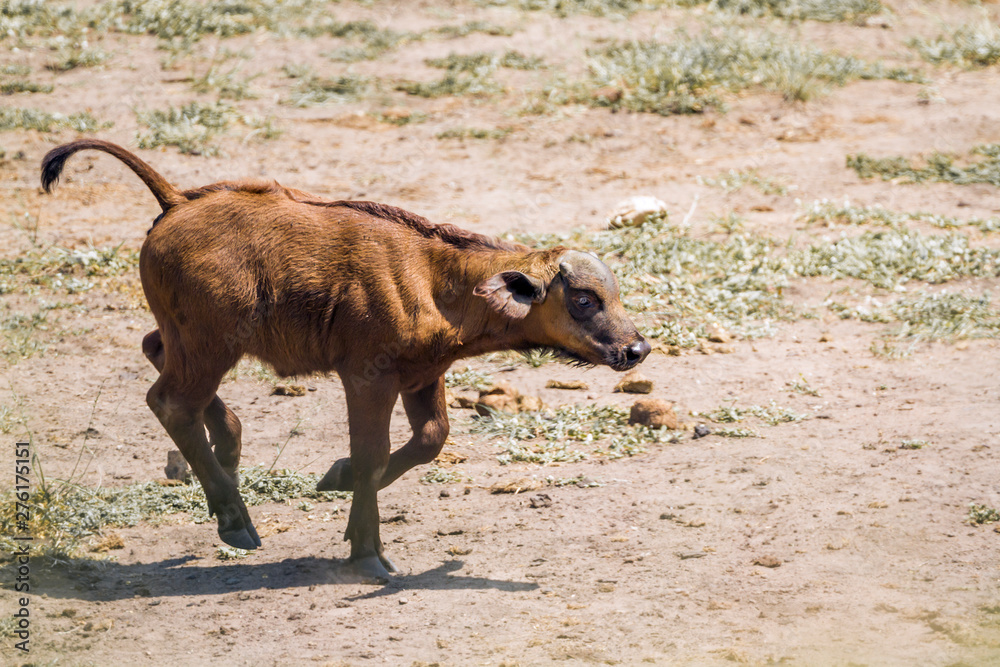 African buffalo in Kruger National park, South Africa African buffalo in Kruger National park, South Africa