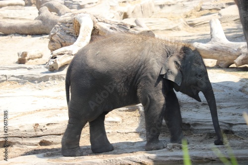 Elephants at the zoo