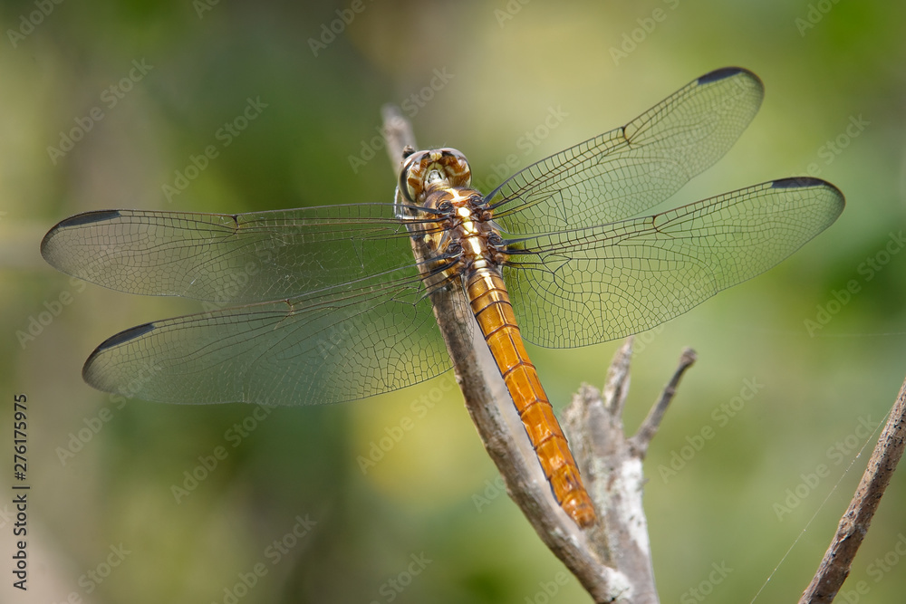 Dragonfly 03 Dragonfly 03