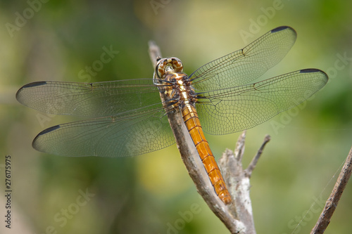 Dragonfly 03 © rsgphoto