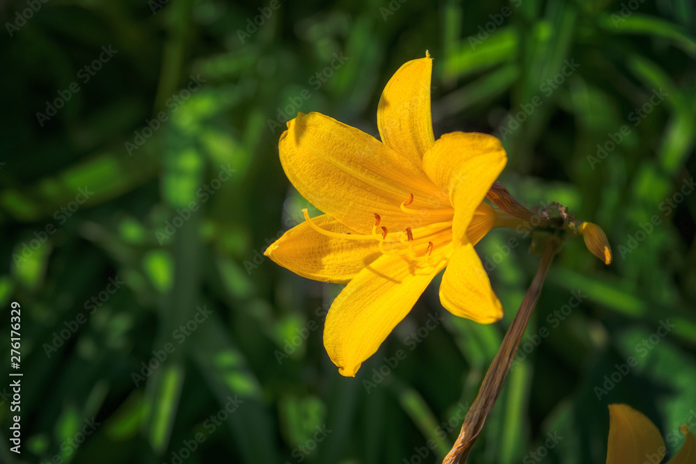 Yellow lily flower front of the blurry dark green leaves. Yellow lily flower front of the blurry dark green leaves.