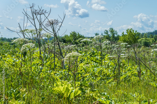 hogweed in a field, flowering specimens and several dried stalks