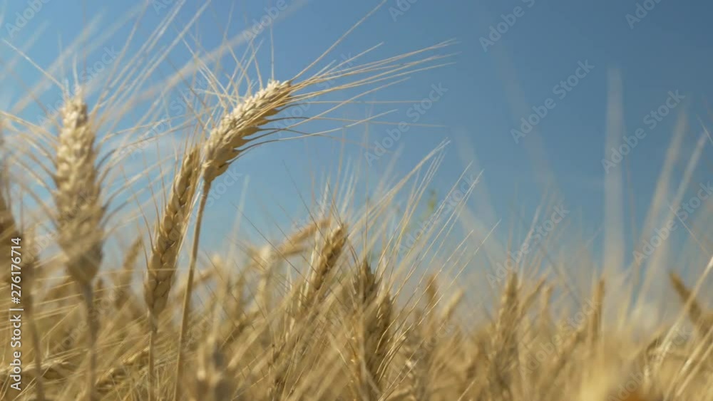 Wheat field. Ears of golden wheat on wind. Beautiful Nature Landscape. Rural Scenery under Shining Sunlight. Background of ripening ears of wheat field. Rich harvest Concept. Wheat field. Ears of golden wheat on wind. Beautiful Nature Landscape. Rural Scenery under Shining Sunlight. Background of ripening ears of wheat field. Rich harvest Concept.