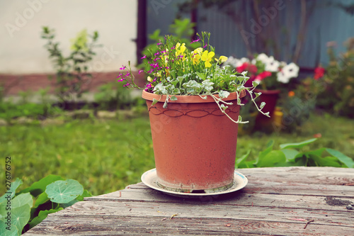 garden flowers in a ceramic pot on a wooden background
