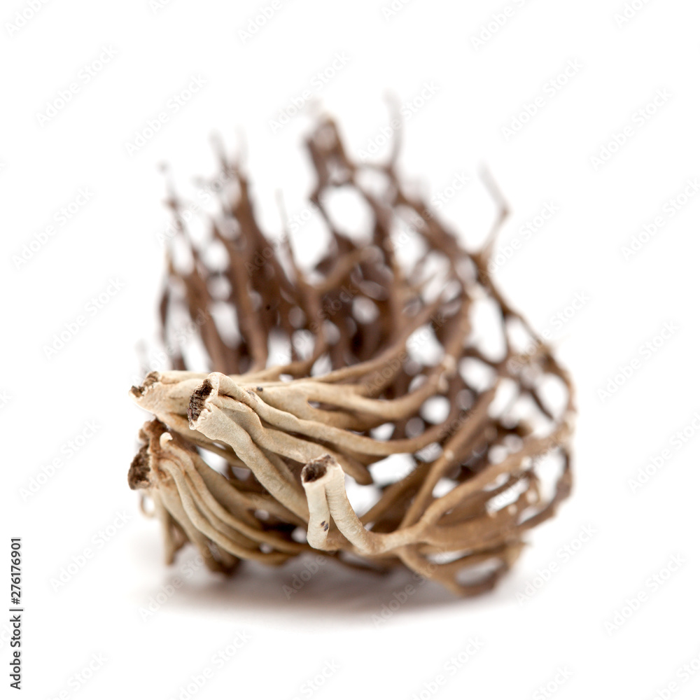 Roccella canariensis isolated Roccella canariensis isolated