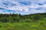 Summer meadow landscape with green grass and wild flowers on the background of a coniferous forest.