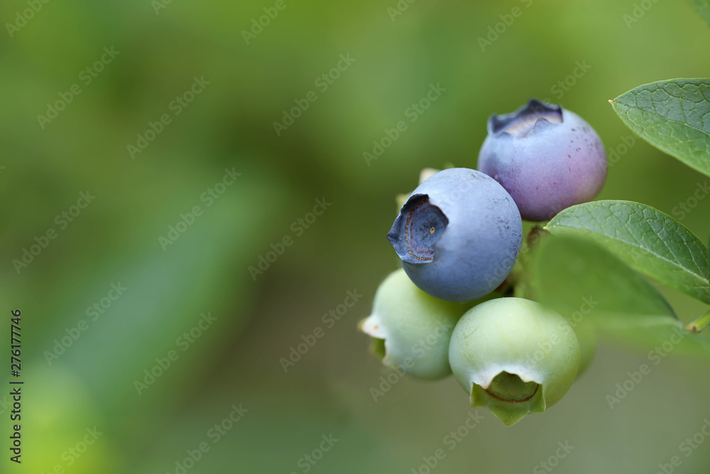 Blaubeeren., Heidelbeeren , Blueberry Blaubeeren., Heidelbeeren , Blueberry