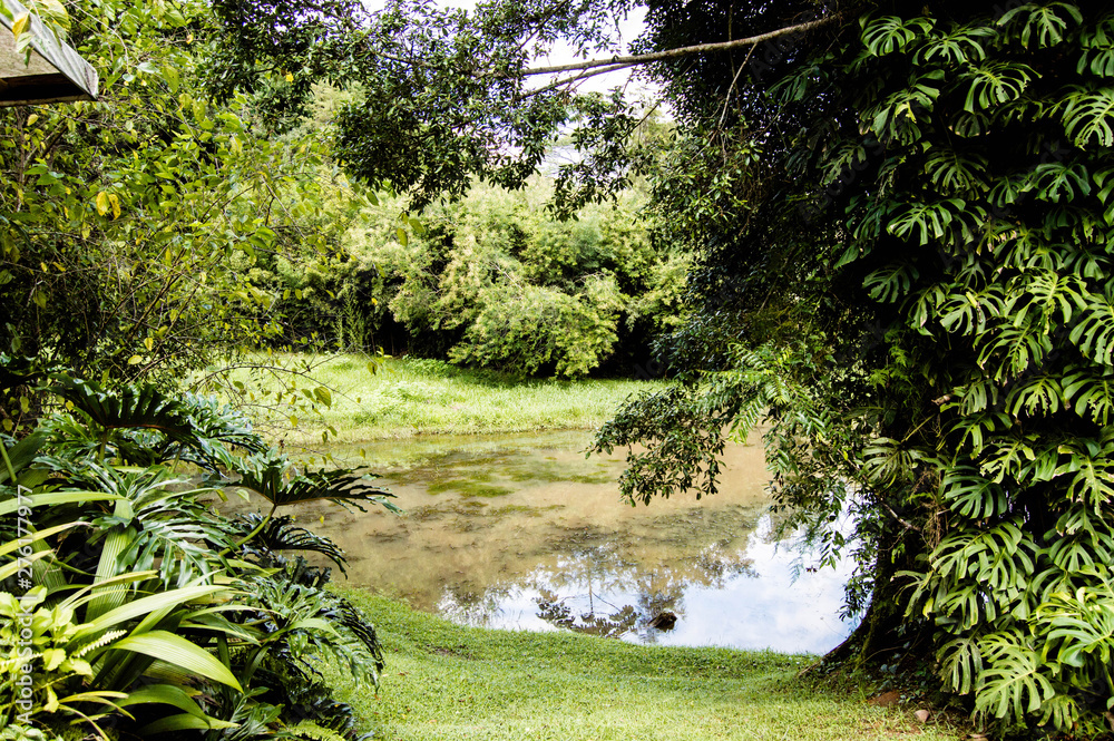 Obraz premium river in the forest