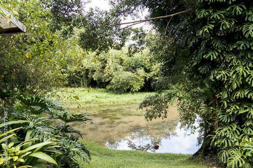 river in the forest