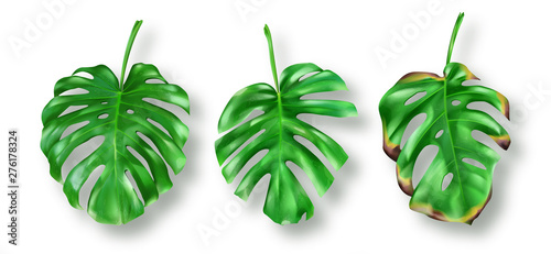 Tropical green monstera leaves on white background vector set