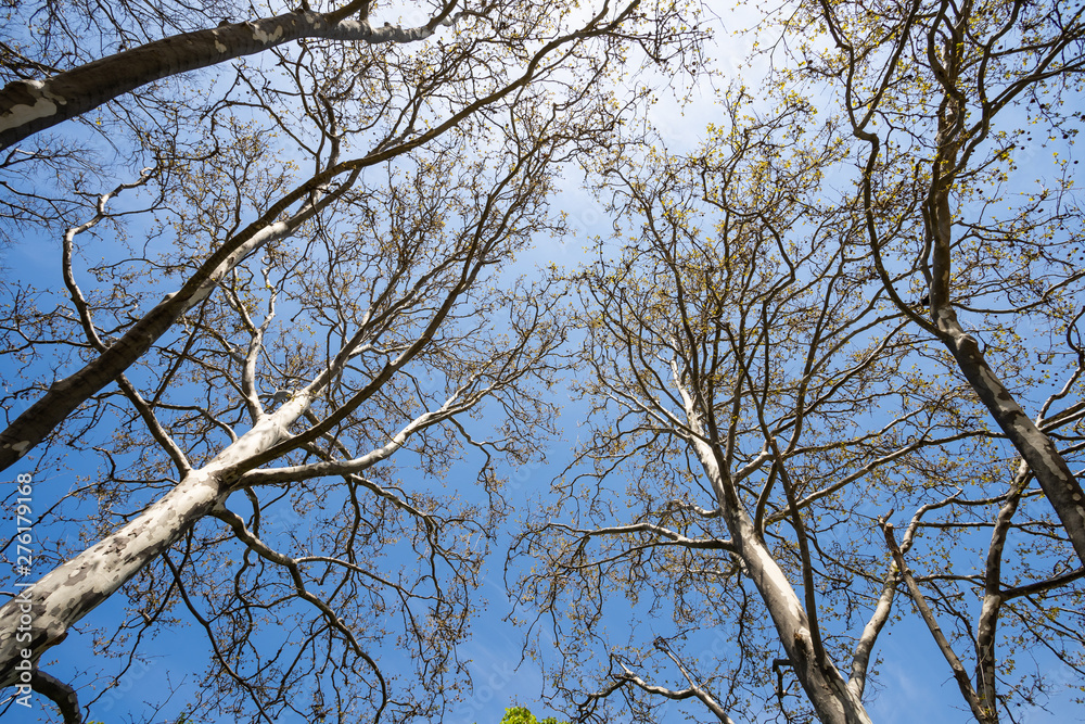 Branches of a tree with young leaves against a blue sky in a city park on a sunny spring afternoon Branches of a tree with young leaves against a blue sky in a city park on a sunny spring afternoon