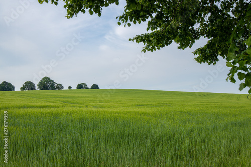 field view green nature