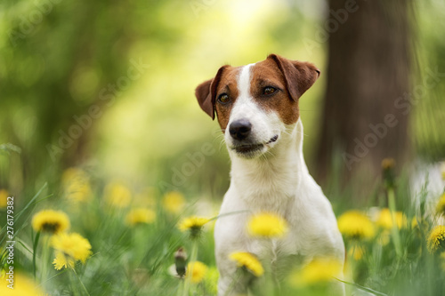 white Jack Russell Terrier puppy sitting among yellow flowers in summer