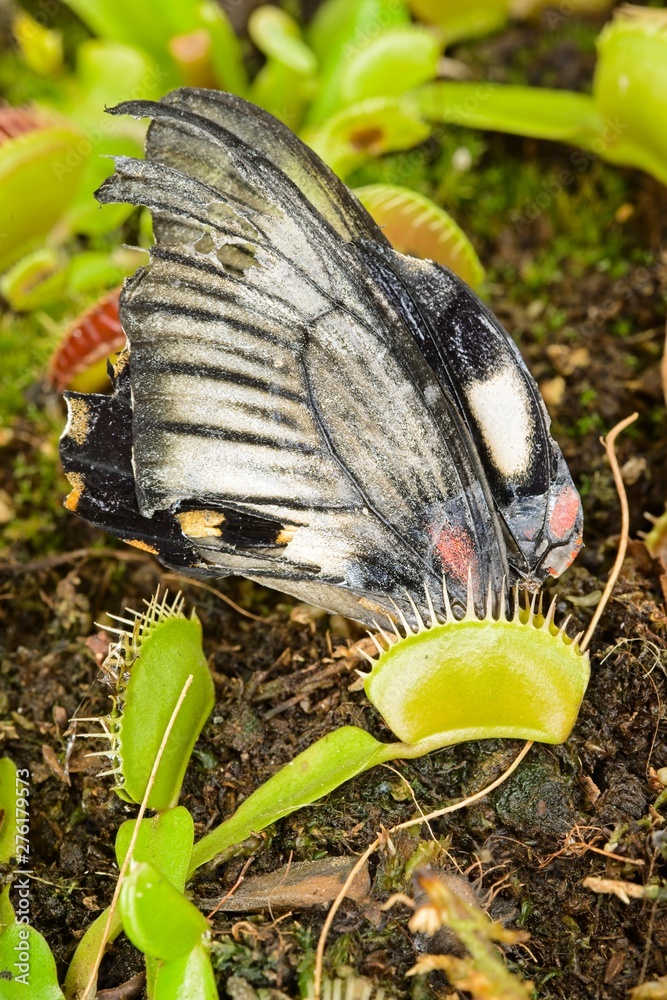 Tropical butterfly captured by a Venus flytrap carnivorous plant. Stock