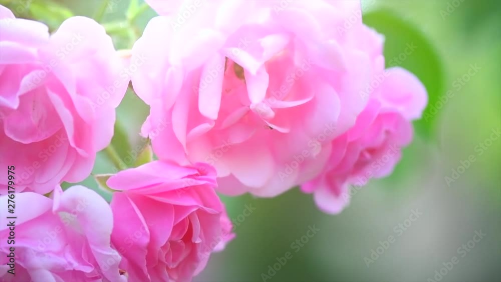 Pink rose flowers. Beautiful Roses blooming growing in summer garden. Slow motion. 3840X2160 4K UHD video footage Pink rose flowers. Beautiful Roses blooming growing in summer garden. Slow motion. 3840X2160 4K UHD video footage
