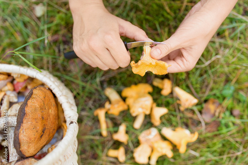 season, nature and leisure concept - female hands cleaning chanterelles by knife and basket of mushrooms on grass in forest
