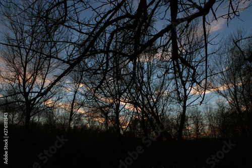 sunset in the forest